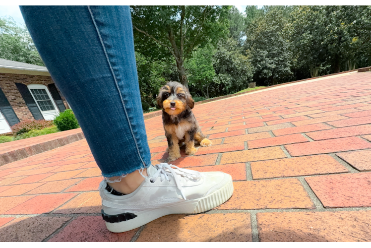 Mini Aussiedoodle Puppy for Adoption