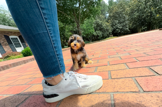 Mini Aussiedoodle Puppy for Adoption