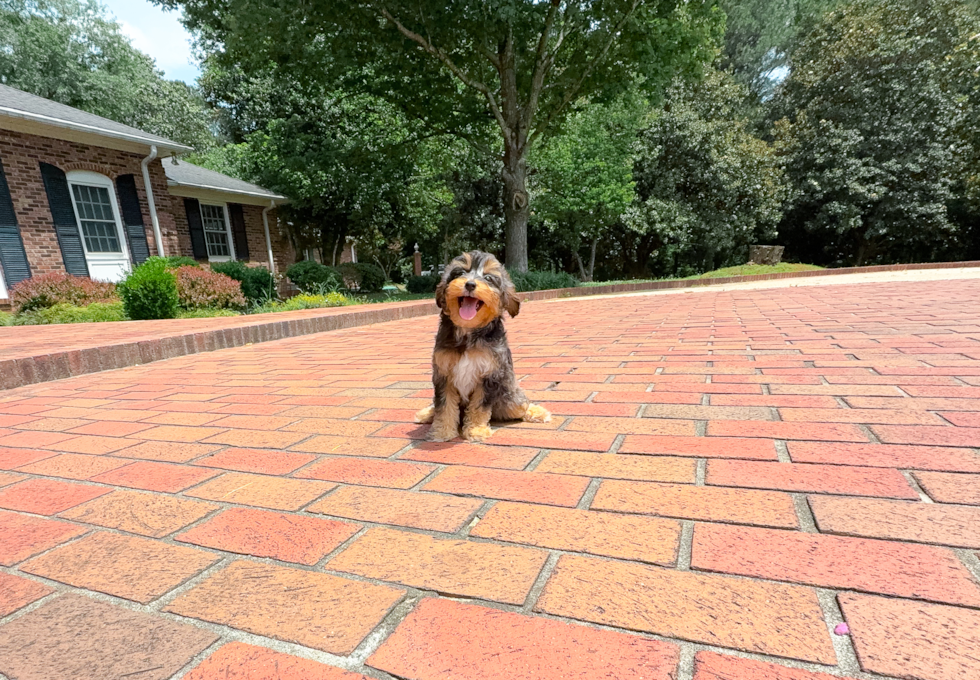 Mini Aussiedoodle Puppy for Adoption