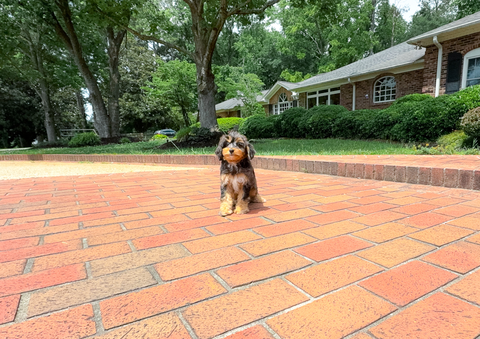 Cute Mini Aussiedoodle Baby