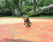 9 week old Mini Aussiedoodle Puppy For Sale - Simply Southern Pups