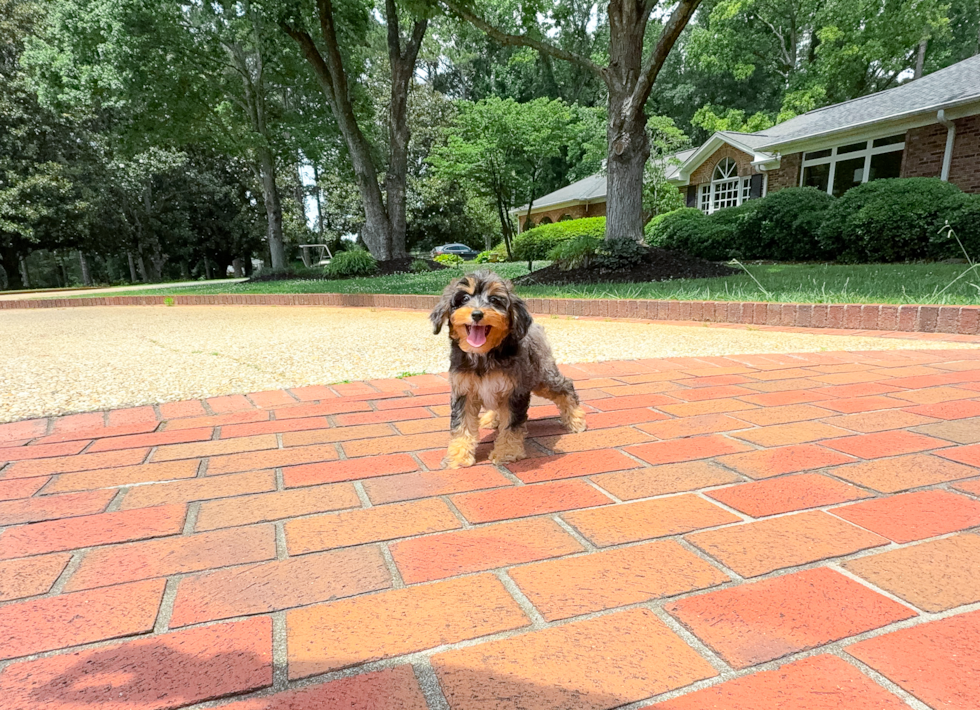 Best Mini Aussiedoodle Baby