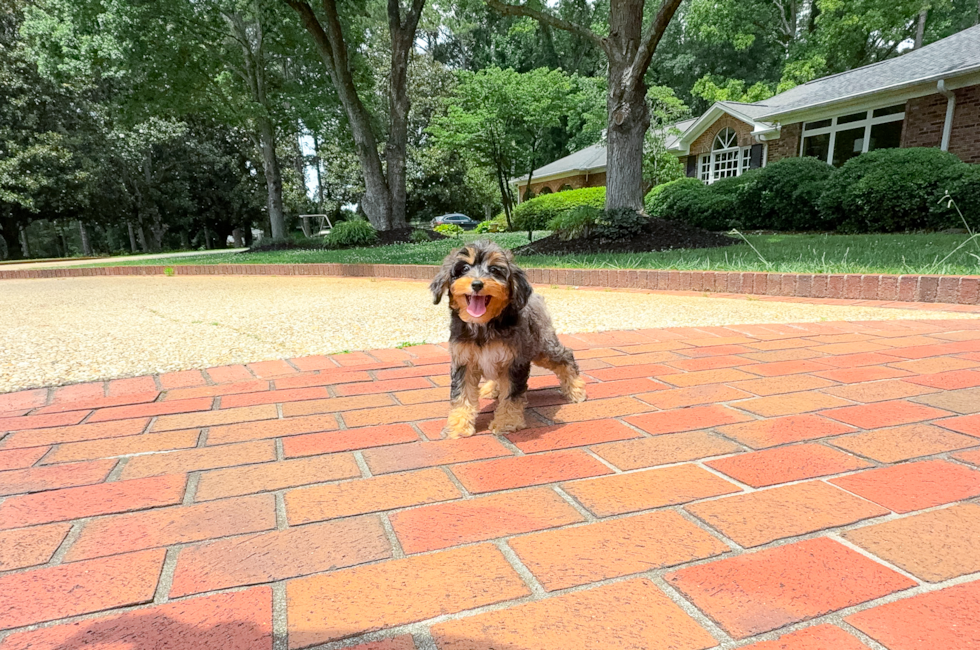 10 week old Mini Aussiedoodle Puppy For Sale - Simply Southern Pups