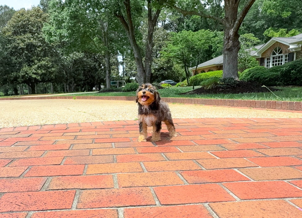 Cute Aussiepoo Poodle Mix Puppy