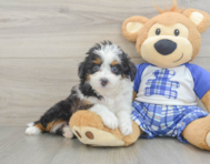 9 week old Mini Aussiedoodle Puppy For Sale - Simply Southern Pups