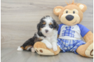 Energetic Aussie Poo Poodle Mix Puppy