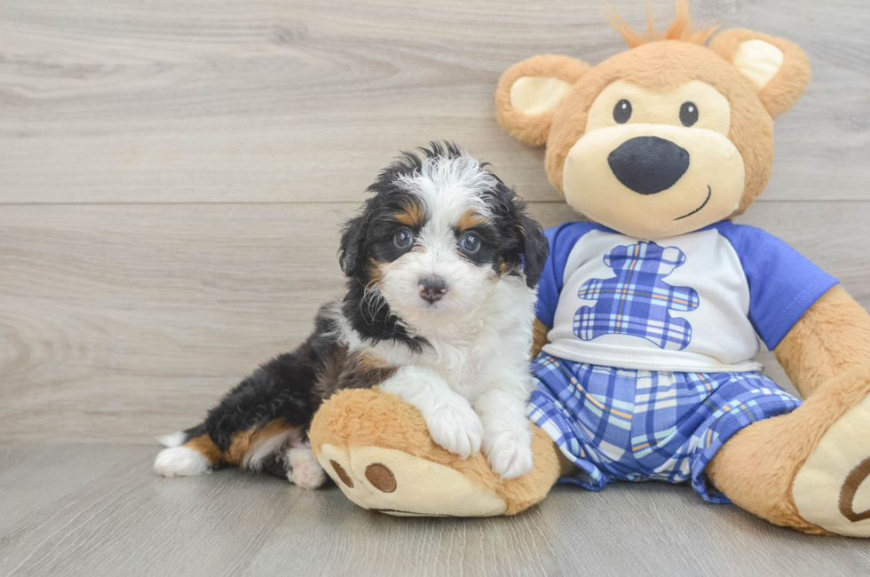 5 week old Mini Aussiedoodle Puppy For Sale - Simply Southern Pups
