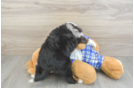 Little Mini Aussiepoo Poodle Mix Puppy