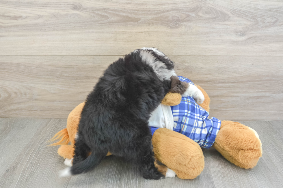Little Mini Aussiepoo Poodle Mix Puppy