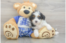 Best Mini Aussiedoodle Baby
