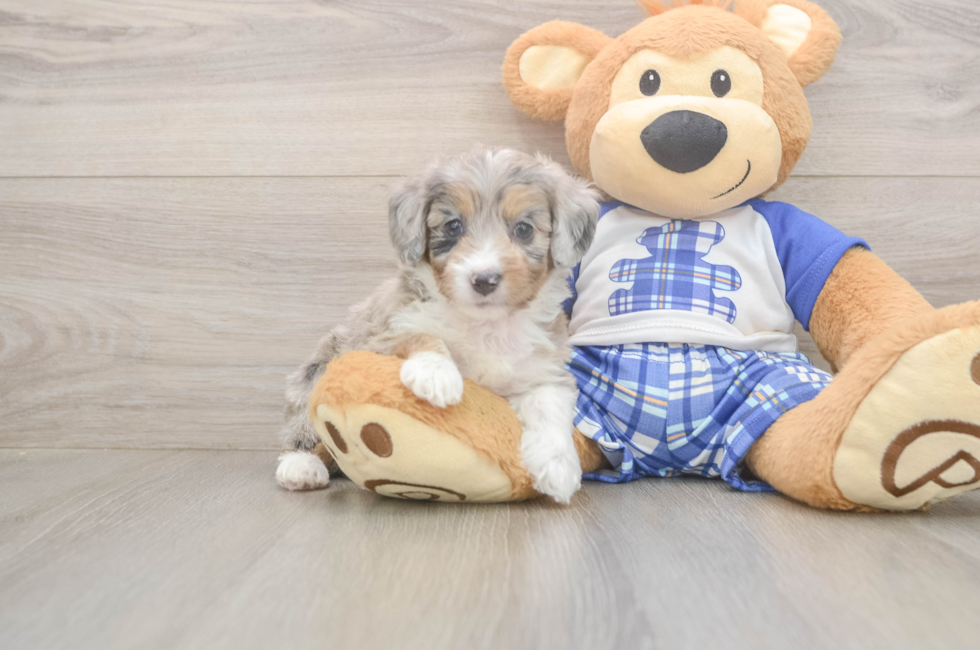 5 week old Mini Aussiedoodle Puppy For Sale - Simply Southern Pups