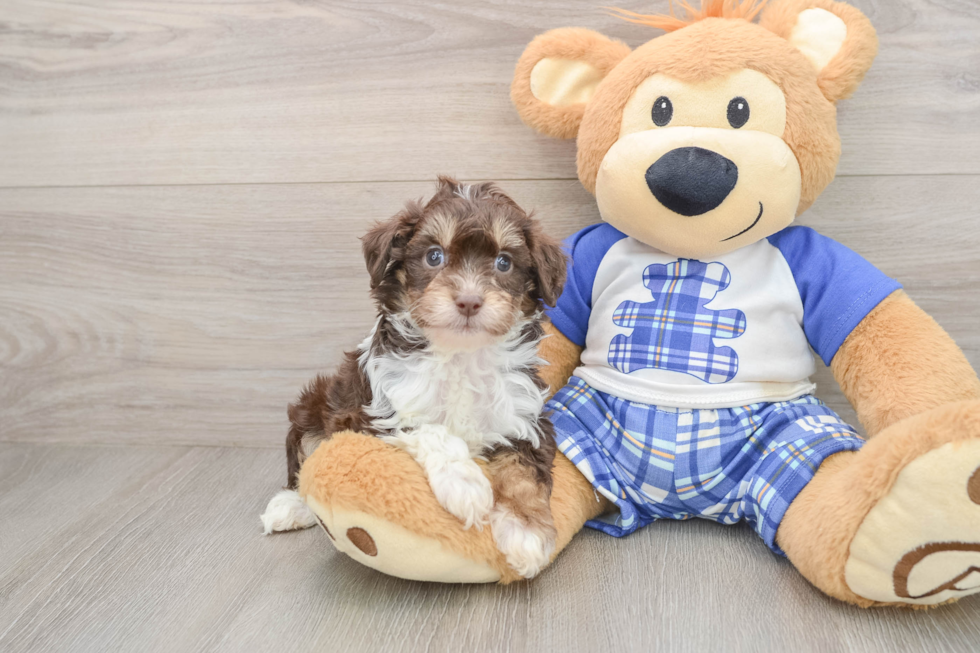 Playful Mini Aussiepoodle Poodle Mix Puppy