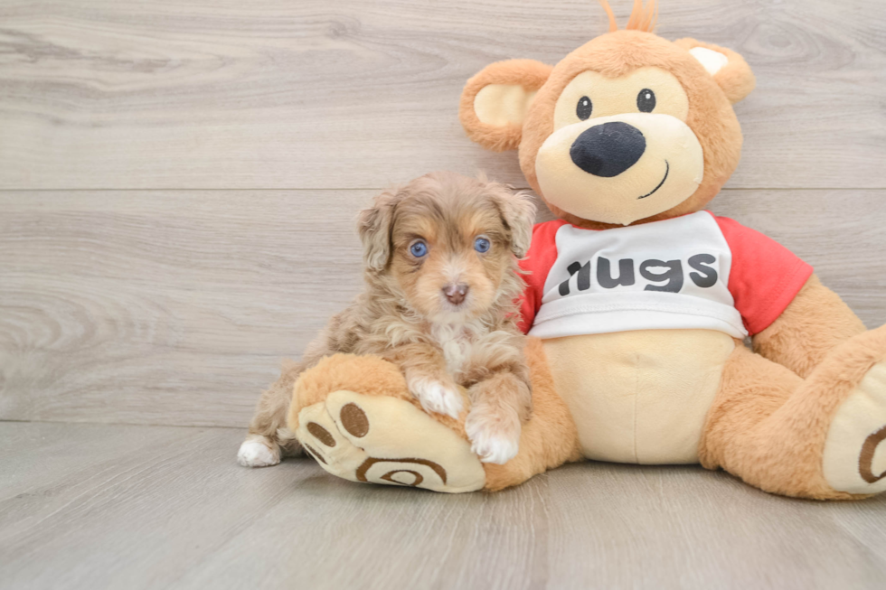 Smart Mini Aussiedoodle Poodle Mix Pup