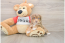 Little Mini Aussiepoo Poodle Mix Puppy