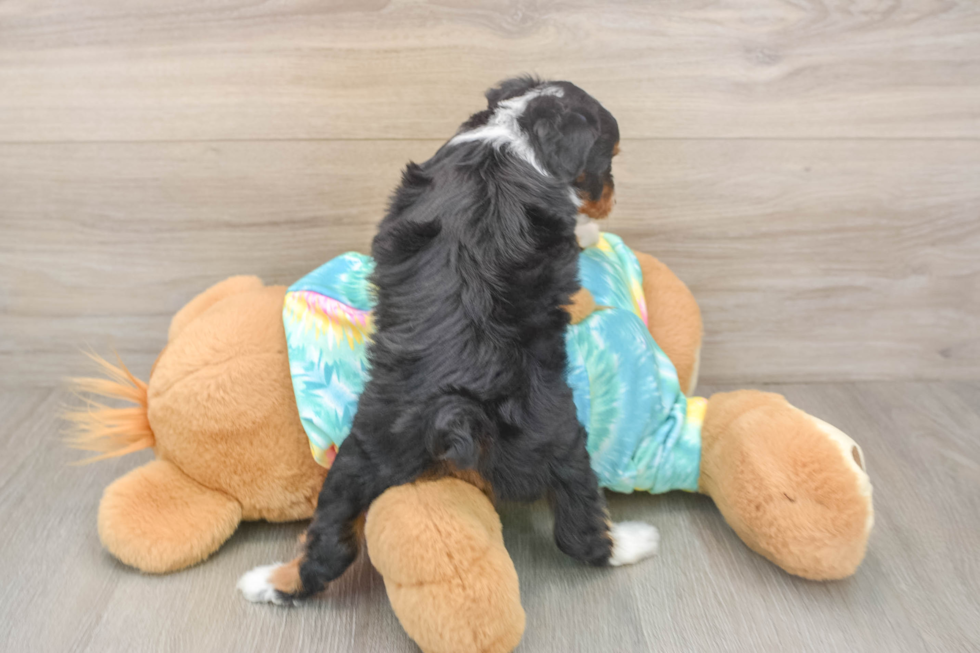 Friendly Mini Aussiedoodle Baby