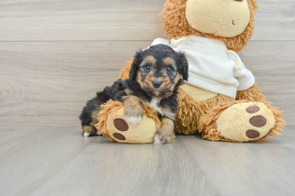 6 week old Mini Aussiedoodle Puppy For Sale - Simply Southern Pups