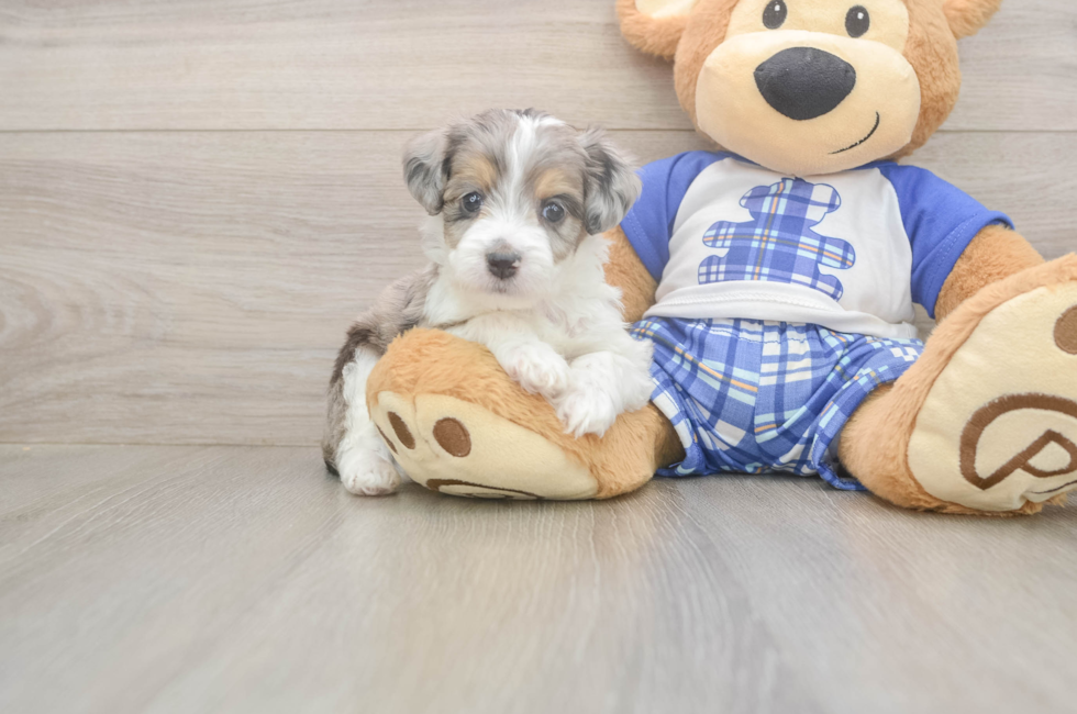 5 week old Mini Aussiedoodle Puppy For Sale - Simply Southern Pups
