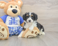 8 week old Mini Aussiedoodle Puppy For Sale - Simply Southern Pups