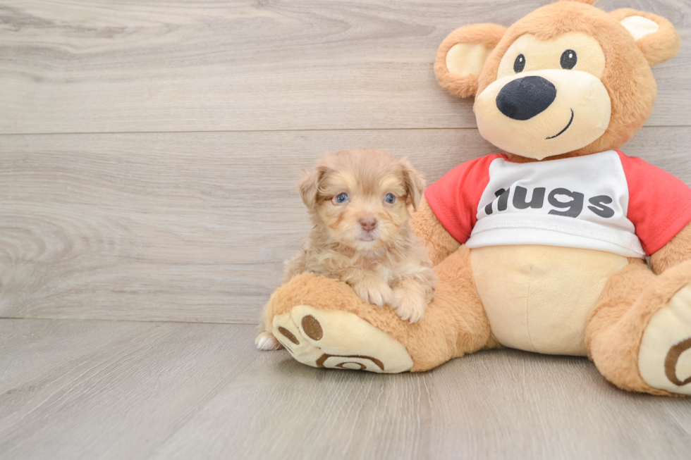 Little Mini Aussiepoo Poodle Mix Puppy