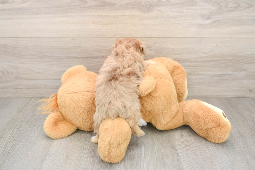 Adorable Mini Australian Shepherd X Poodle Mix Poodle Mix Puppy