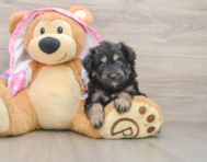6 week old Mini Aussiedoodle Puppy For Sale - Simply Southern Pups