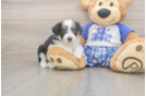 Friendly Mini Aussiedoodle Baby