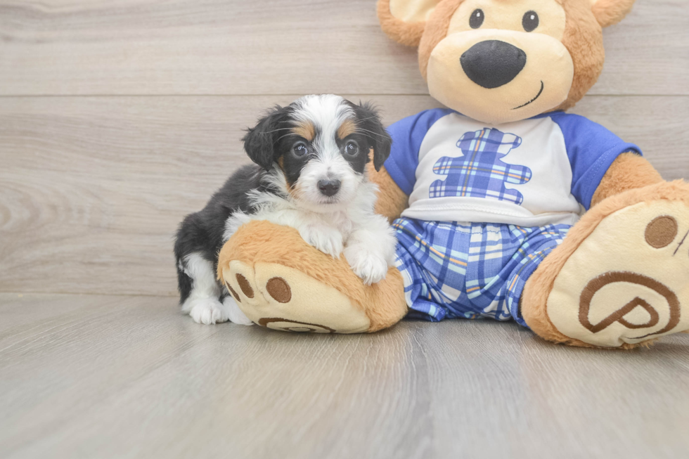 Friendly Mini Aussiedoodle Baby