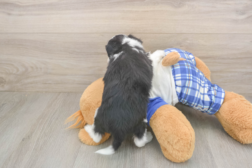 Mini Aussiedoodle Puppy for Adoption