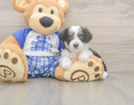 8 week old Mini Aussiedoodle Puppy For Sale - Simply Southern Pups