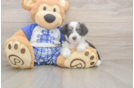 Mini Aussiedoodle Puppy for Adoption