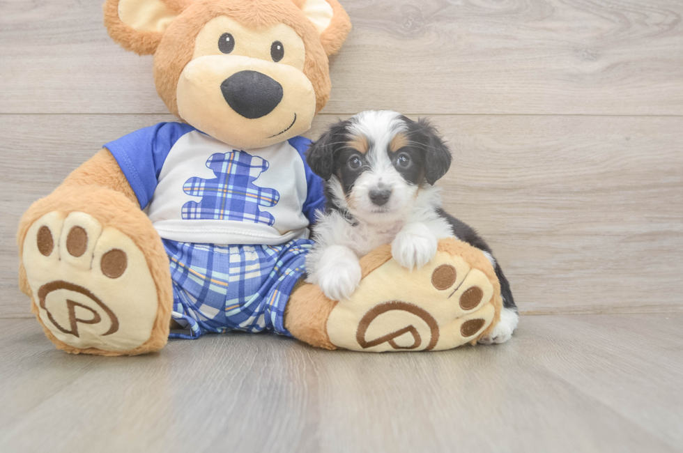 5 week old Mini Aussiedoodle Puppy For Sale - Simply Southern Pups