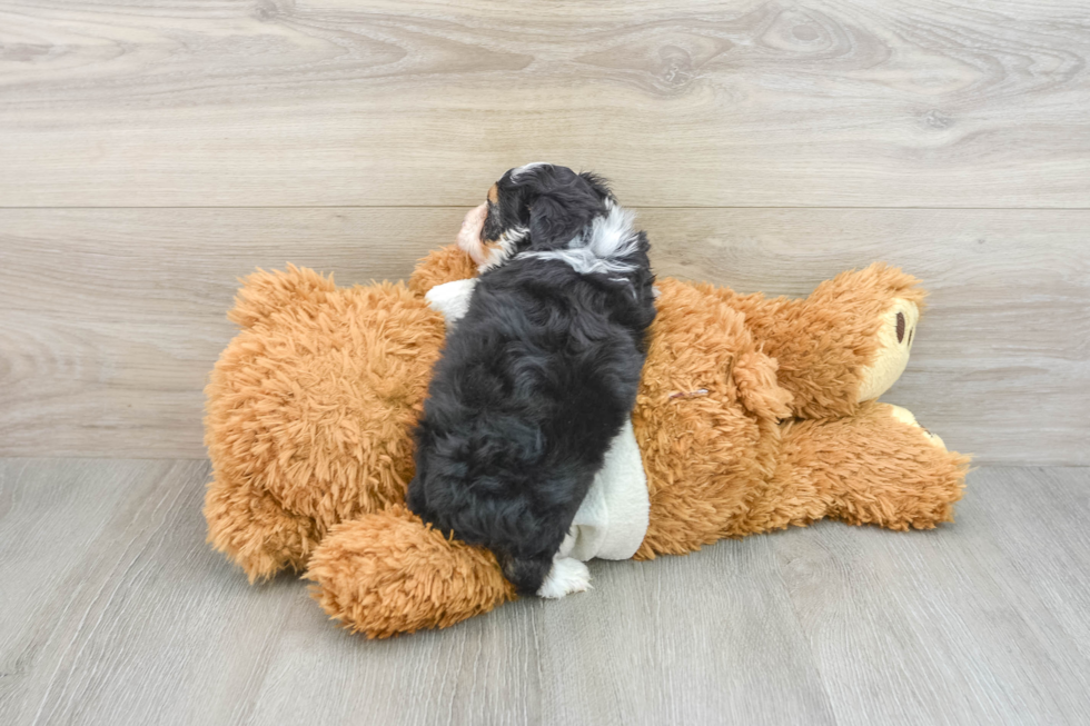 Mini Aussiedoodle Pup Being Cute