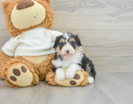 8 week old Mini Aussiedoodle Puppy For Sale - Simply Southern Pups