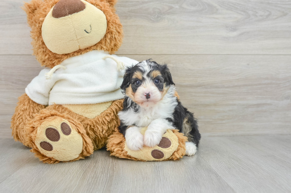 6 week old Mini Aussiedoodle Puppy For Sale - Simply Southern Pups