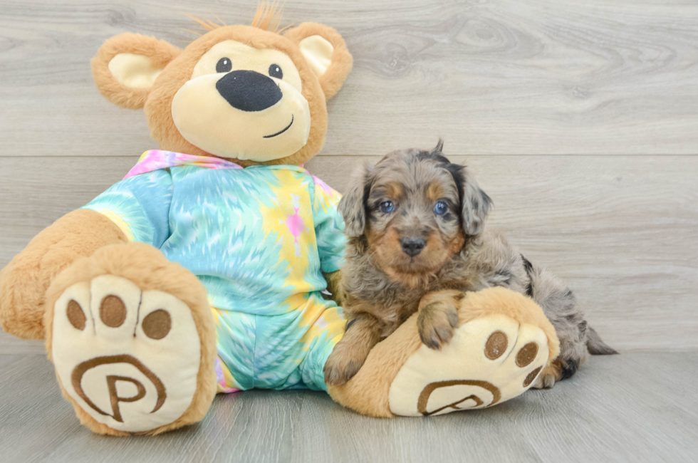 5 week old Mini Aussiedoodle Puppy For Sale - Simply Southern Pups