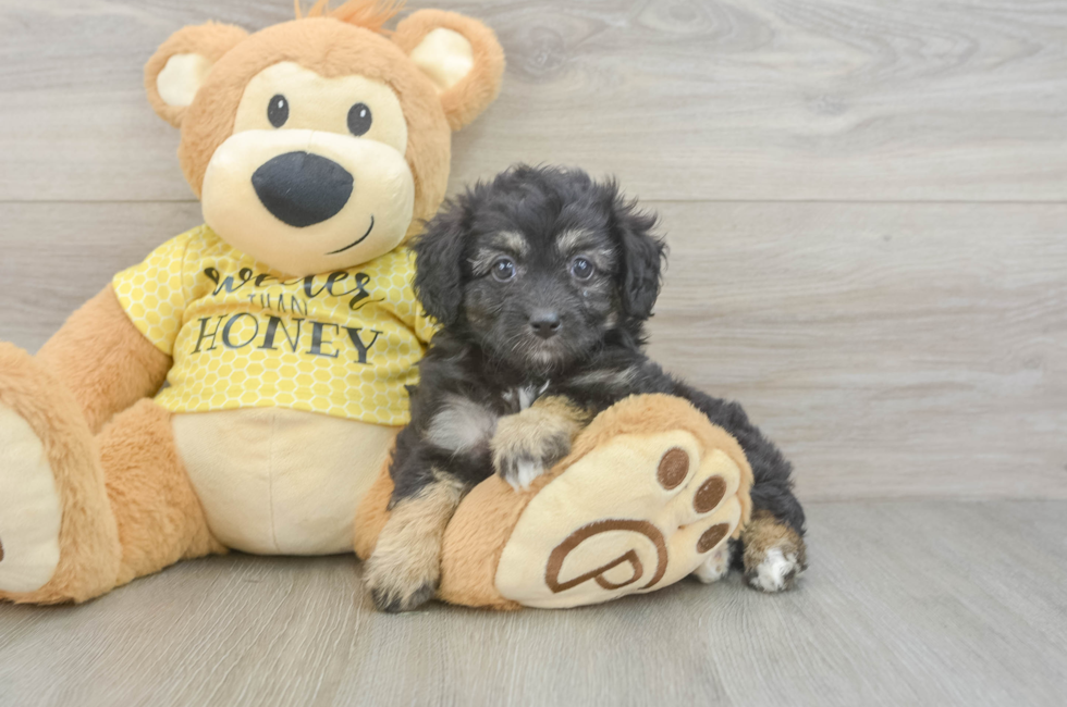 5 week old Mini Aussiedoodle Puppy For Sale - Simply Southern Pups