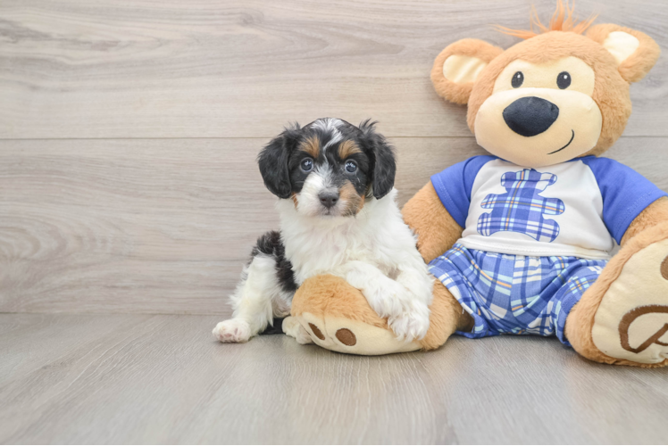 Petite Mini Aussiedoodle Poodle Mix Pup