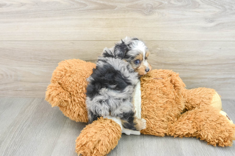 Hypoallergenic Aussiepoo Poodle Mix Puppy