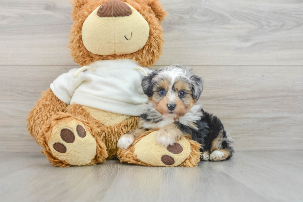 Small Mini Aussiedoodle Baby