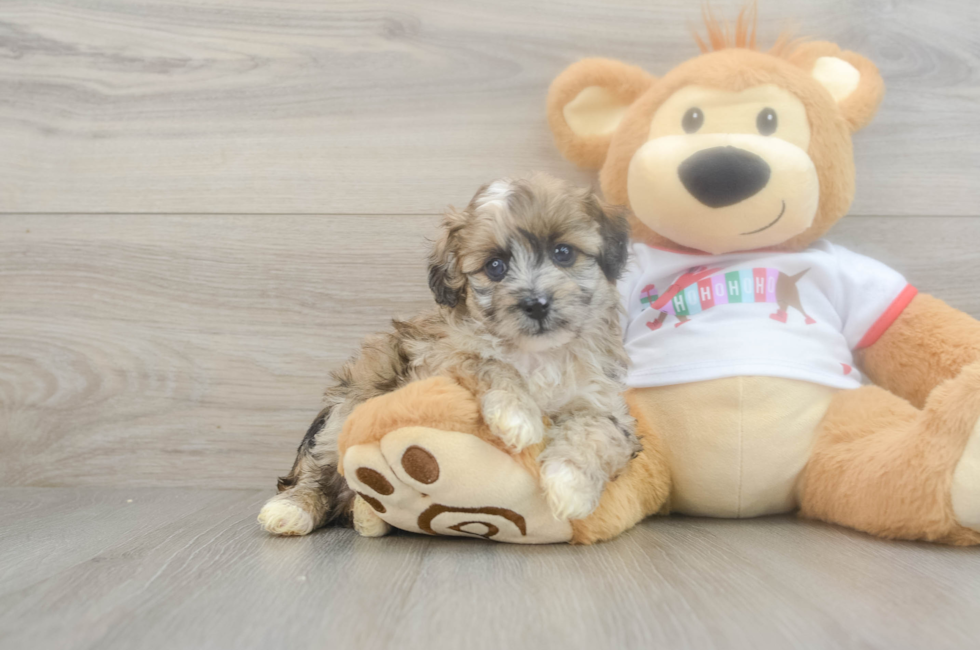 5 week old Mini Aussiedoodle Puppy For Sale - Simply Southern Pups