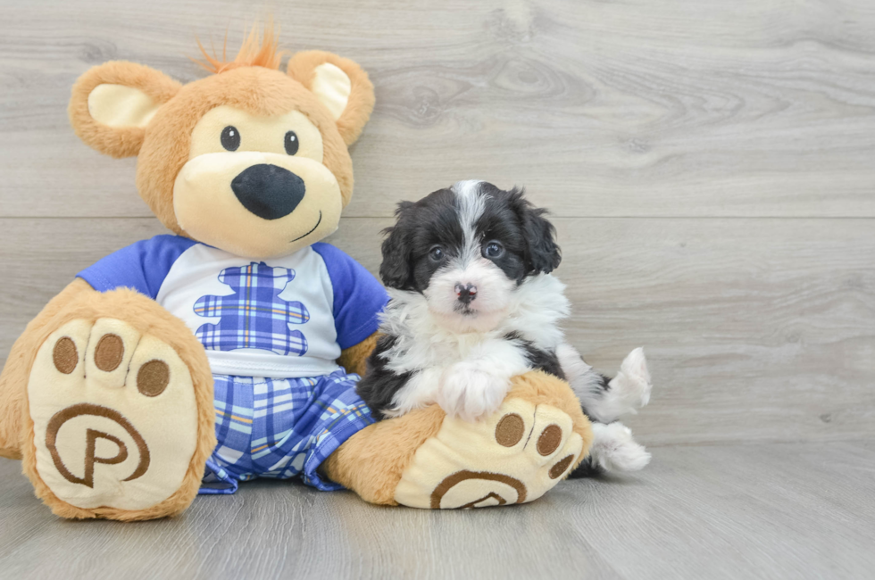 6 week old Mini Aussiedoodle Puppy For Sale - Simply Southern Pups