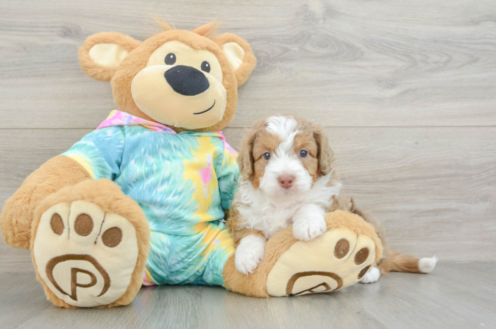 5 week old Mini Aussiedoodle Puppy For Sale - Simply Southern Pups