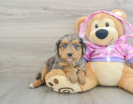 7 week old Mini Aussiedoodle Puppy For Sale - Simply Southern Pups