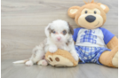 Little Mini Aussiepoo Poodle Mix Puppy
