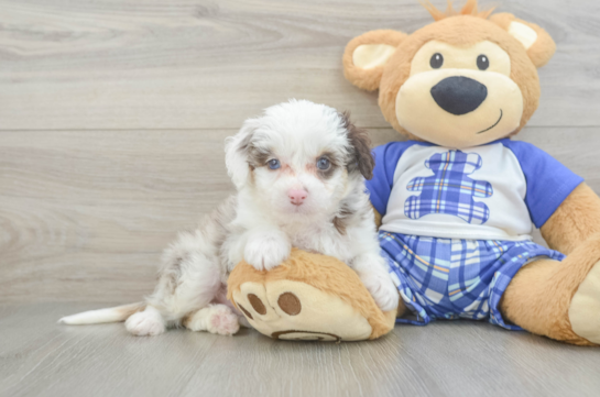 Little Mini Aussiepoo Poodle Mix Puppy