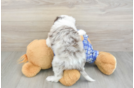 Mini Aussiedoodle Pup Being Cute