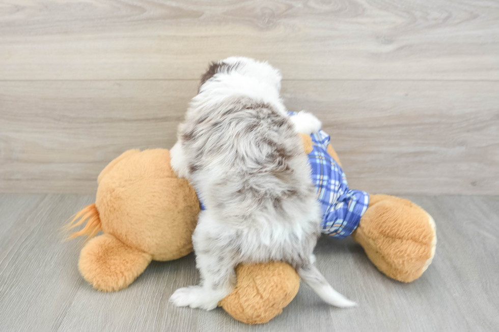 Mini Aussiedoodle Pup Being Cute
