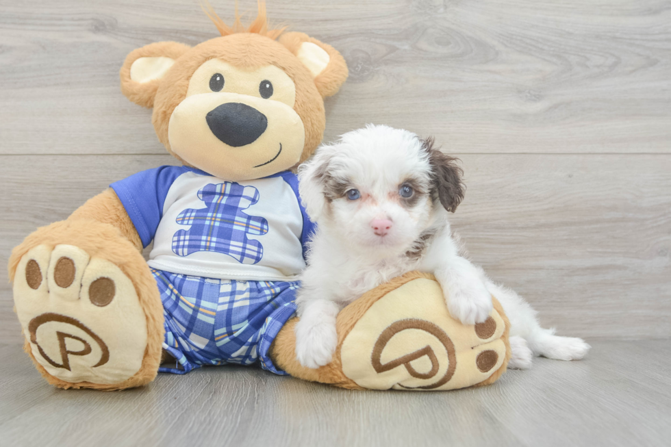 Small Mini Aussiedoodle Baby