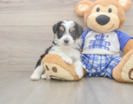 8 week old Mini Aussiedoodle Puppy For Sale - Simply Southern Pups