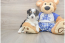 Mini Aussiedoodle Pup Being Cute